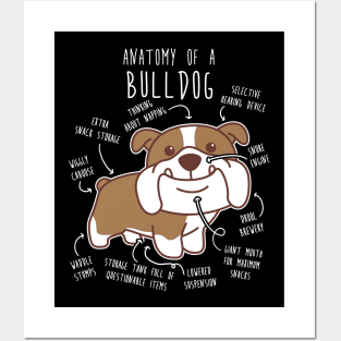 English Bulldog Chocolate and White Dog Anatomy Posters and Art